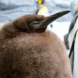 Pesto the Baby King Penguin