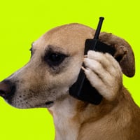 CallDog