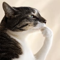 Thinking Cat
