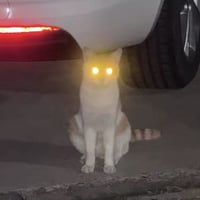 镭射猫
