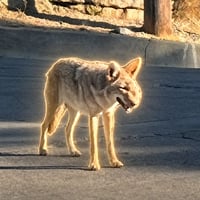 Wendy The Coyote