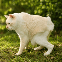 Nenem The Cat
