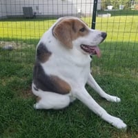Cooper the American Foxhound