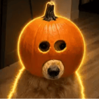 DogwifPumpkin