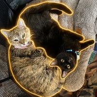 BabaYaga Cat
