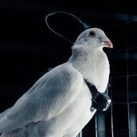 CYBORG PIGEON