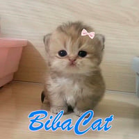 BIBA
