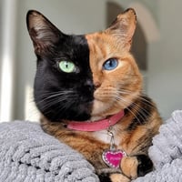 Venus the Two Face Cat