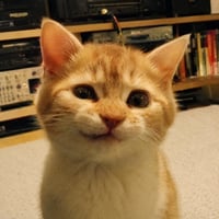 First Crypto Cat