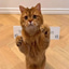 QuantCat