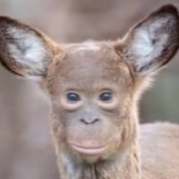 MUNKEY