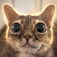 Gumbus The Cat