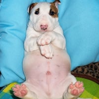 Chubby Dog