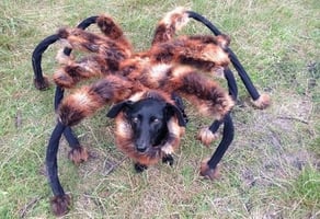 Spider