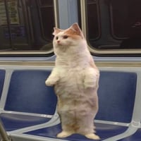 subcat