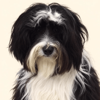 Jeremy's Dog