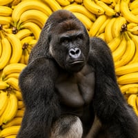 Harambe
