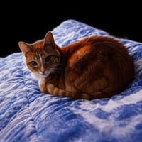 Ansem's Cat