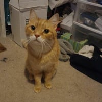 Maurice