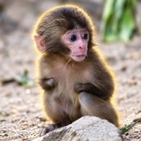 Nina The Monkey