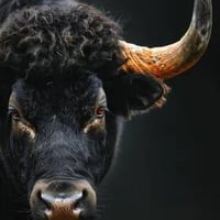 Black Bull Coin logo