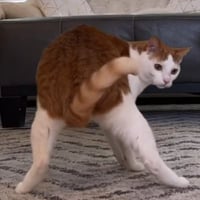 Stanley the Cat