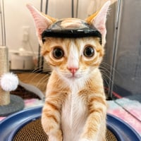 The Helmet Cat