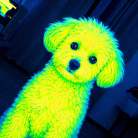 Quantum Dog