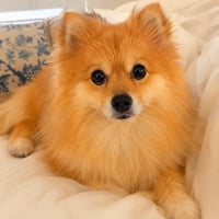 The Pon Dog