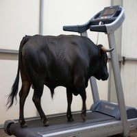 The Bullrun logo