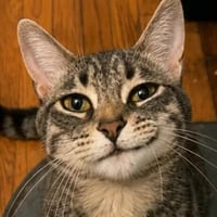 Smirk Cat