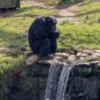 The Nietzschean Ape logo