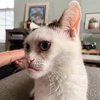 Cameuh Cat