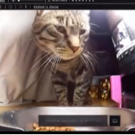 Feed The Cat logo