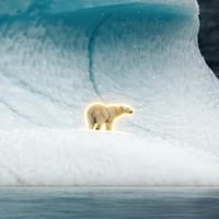 The Lone Polar Bear