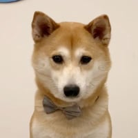 Circle Inu