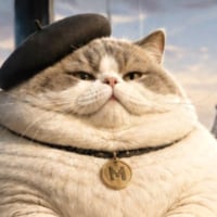 Le gros chaton