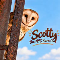 Scotty the Barn Owl