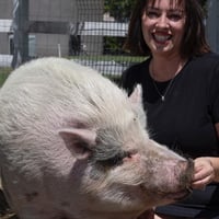Waddles Official 