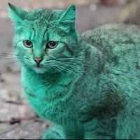 The Green Cat