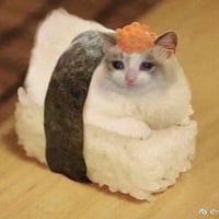 Sushi Cat