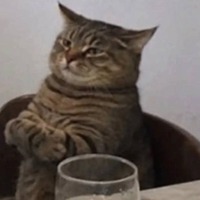 The Unfazed cat