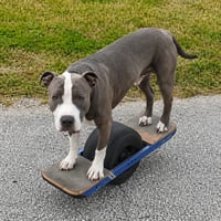 Pit Bull on One Wheel
