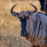 wildebeest