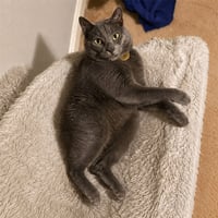 Kermit The Cat