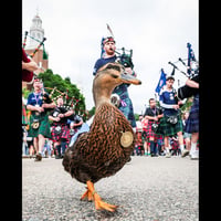 Donny the Scottish duck logo