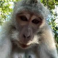 The Selfie Monkey logo