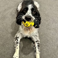 BNBDOG