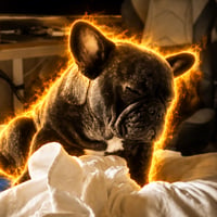 The FOMO Dog