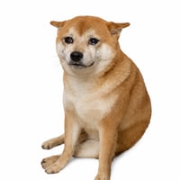 Cash Dog